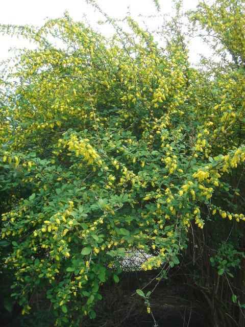 Berberis nummularia (2)